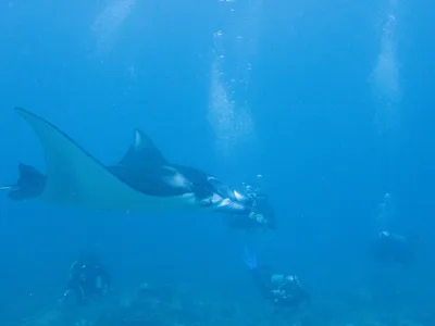 Reef Manta Ray