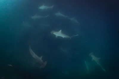 Scalloped Hammerhead Shark