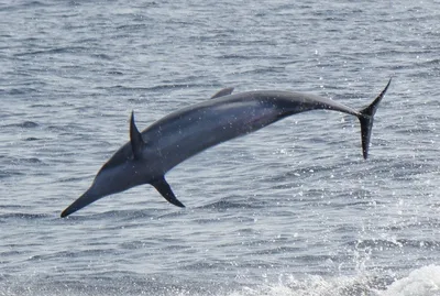 Spinner Dolphin