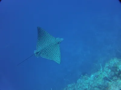 Spotted Eagle Ray