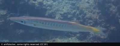 Yellowtail Barracuda